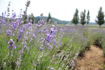 Lavender Field — fotografia 3