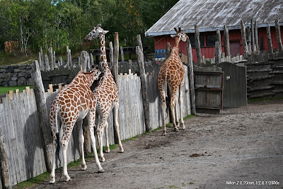 Kristiansand Zoo and Amusement Park — fotografia 3