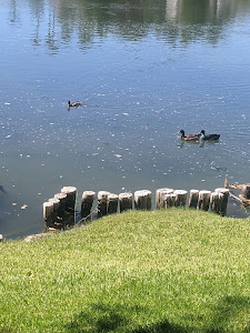 Lago de los patos de Guadacorte — fotografia 5