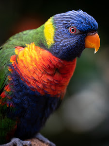 Vogelpark Avifauna — fotografia 5