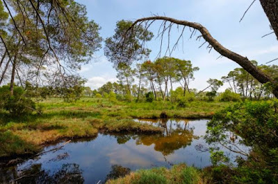 Divjaka-Karavasta National Park — fotografia 4