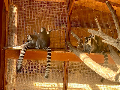 Mini Zoo Komló — fotografia 5