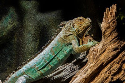 Reptiles Zoo Forchtenstein — fotografia 4