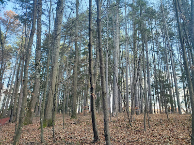 Park-šuma Slatina — fotografia 5