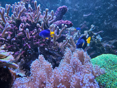 Meeresaquarium-Exotarium Nautiland — fotografia 4