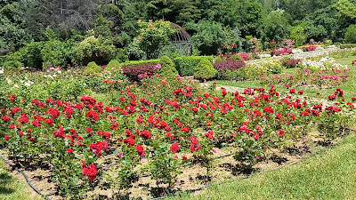 University Botanical Garden Ecopark Varna — fotografia 2