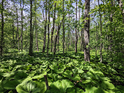 Biogradska gora National Park — fotografia 4