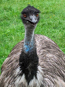 Raritätenzoo Ebbs — fotografia 5
