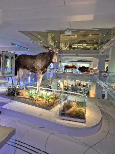 State Museum of Archaeology Chemnitz — fotografia 5
