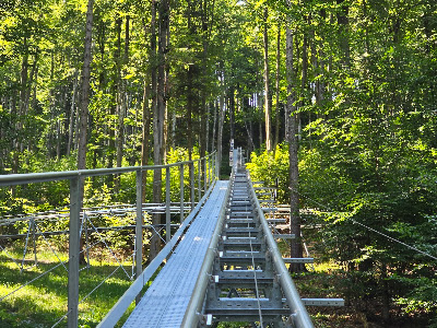 Forest Coaster — fotografia 4