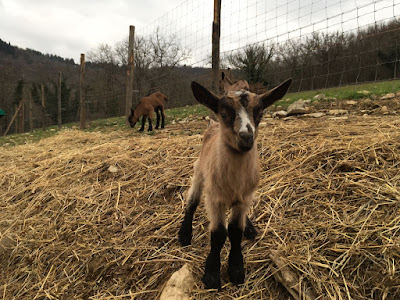 Agricamping L'Apicorno- Campeggio nel Chianti — fotografia 5