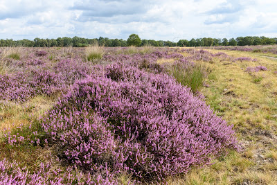 Dwingelderveld National Park — fotografia 3