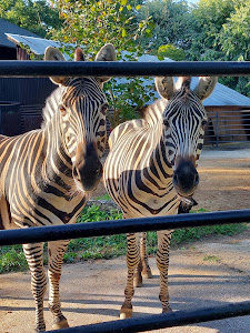 Hodonín Zoo — fotografia 5