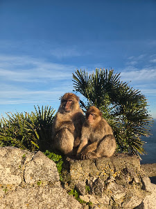 Barbary Macaque Feeding Station — fotografia 5