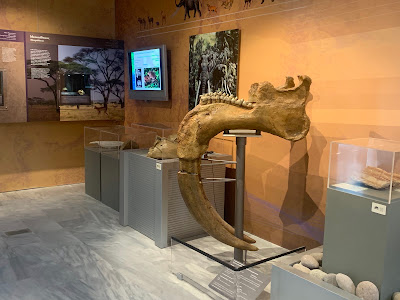 Natural History Museum of the Lesvos Petrified Forest — fotografia 5