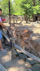 Aytos Zoo — fotografia 4