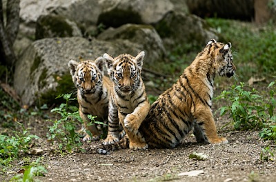 Ljubljana Zoo