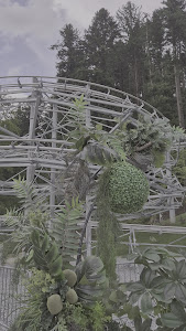 Forest Coaster — fotografia 2