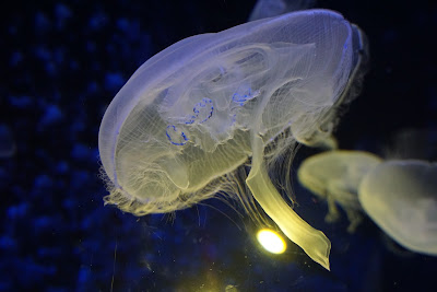 CRETAquarium Thalassokosmos — fotografia 5