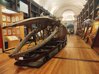 Museo Regionale di Scienze Naturali — fotografia 3