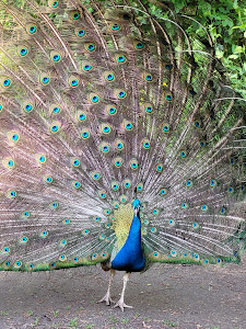 Wildpark Alte Fasanerie — fotografia 5