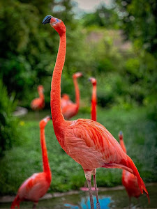 Grădina Zoologică Schönbrunn — fotografia 5