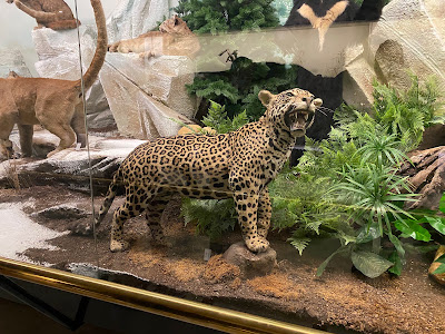 National Museum of Natural History Goulandris — fotografia 4