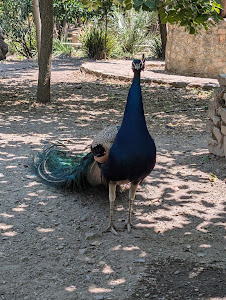 Botanical Garden of Crete — fotografia 5