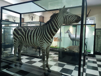 National Museum of Natural History — fotografia 4