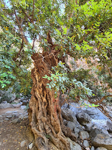 Kritsa Gorge — fotografia 5