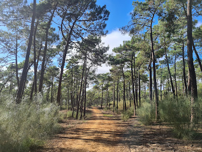 Mata Nacional das Dunas Litorais de Vila Real de Santo António