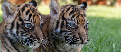 Attica Zoological Park