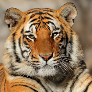 FAUNAPARK ZOO