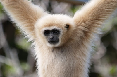 Glad Zoo