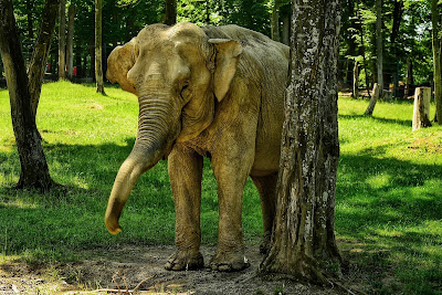 Zoo Târgu Mureș