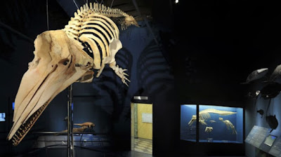 Civic Museum of Natural Sciences in Bergamo