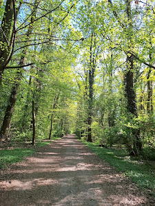 Oporowski Forest