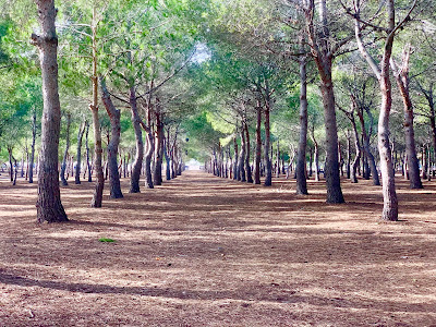 Pinada Rotaria | Finca Lo Albentosa