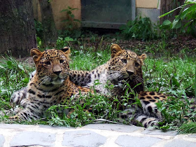 Cottbus Zoo