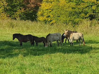 Natuurpark Lelystad