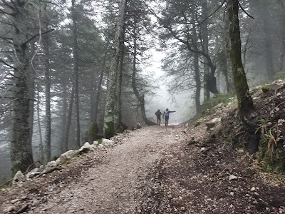 Sendero del Pinsapar