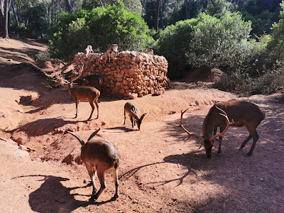 Parque Cinegético Collado del Almendral