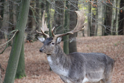 Möllner Wild Park
