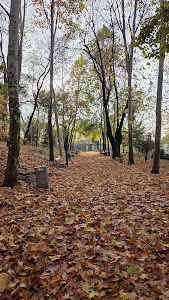 Strehareți Forest