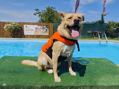 Dog Scouts Aqua Park - Piscina pentru catei si oamenii lor
