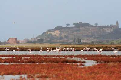 Riserva Naturale Diaccia Botrona - Maremma