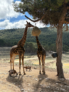 Safari Aitana