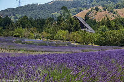 Lavender Park