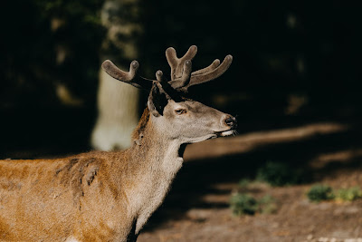 Neustrelitz Zoo