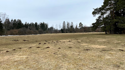 Lichtung